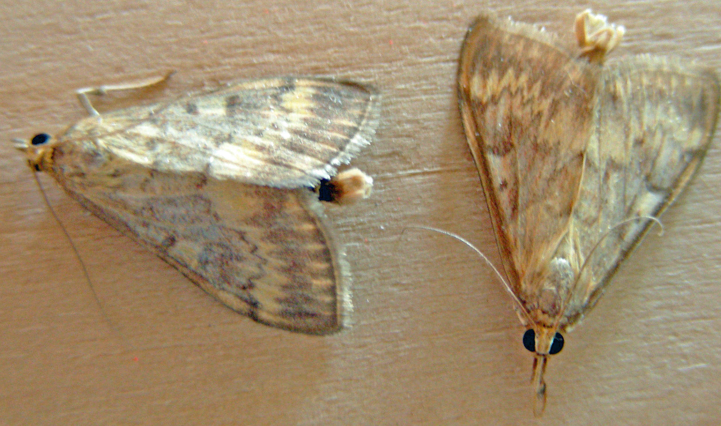 ECB moths