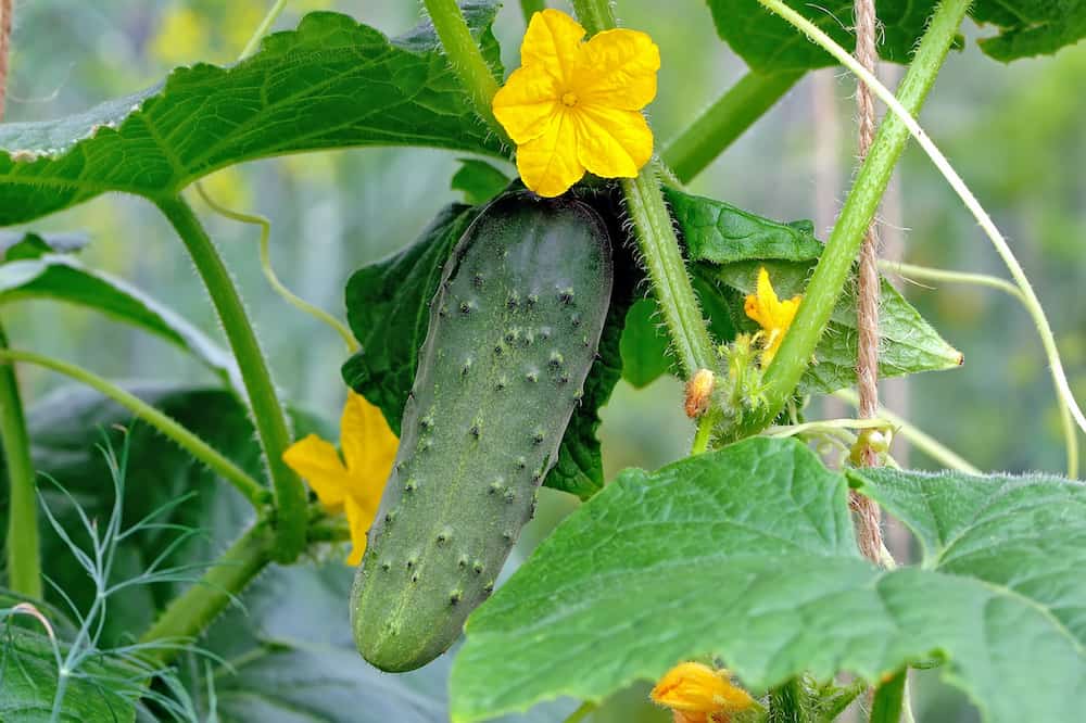 Cucumbers on vine
