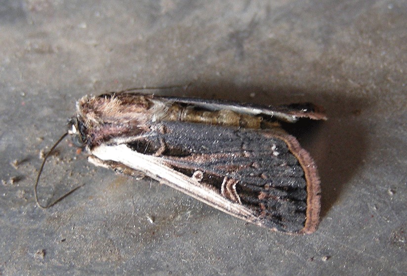 WBCW moth