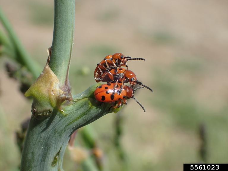 spotted asparagus beetles