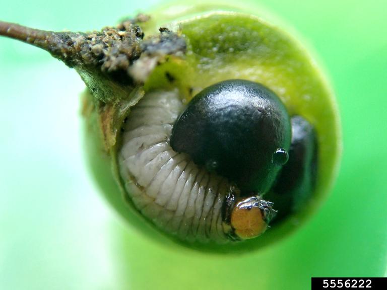 spotted asparagus beetle larva