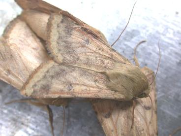 CEW moth
