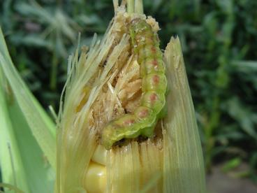CEW larva on sweet corn