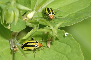 Fourlined plant bugs