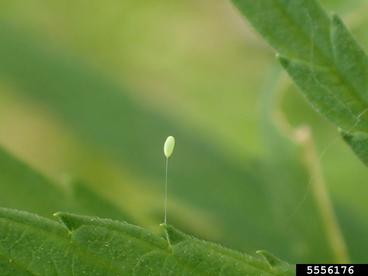 lacewing egg