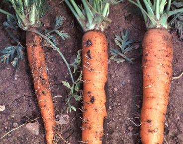 ALH damage to carrots