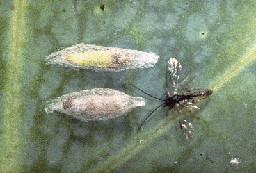 Diadegma, a parasitoid of Diamondback larvae