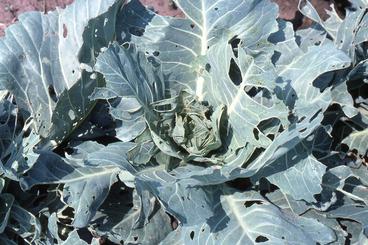 Feeding damage to cabbage