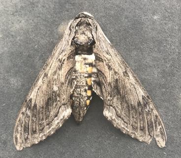 five spotted sphinx moth