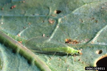 green lacewing adult