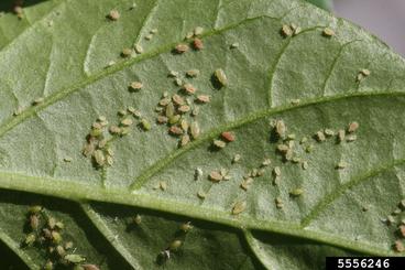 green peach aphids