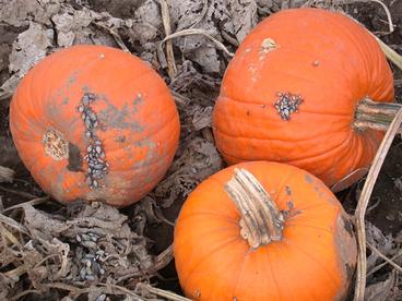 Squash bug feeding on ripe pumpkins