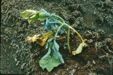 cabbage maggot